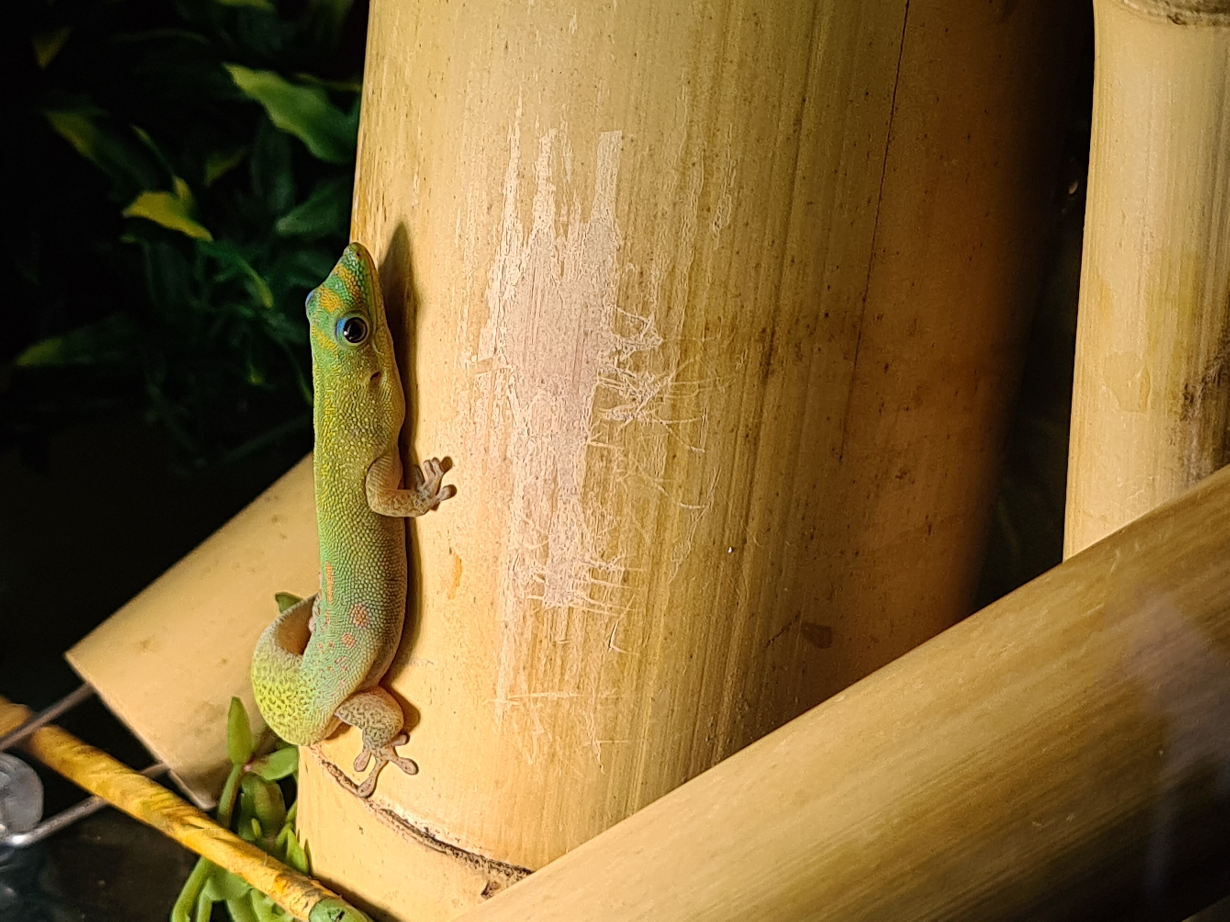 phelsuma1.jpg