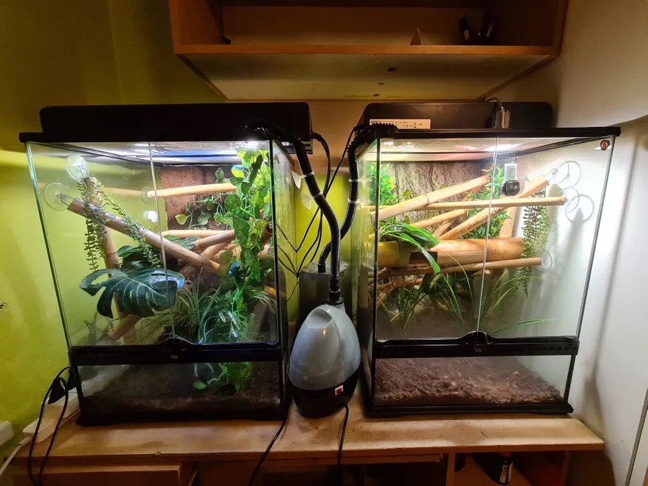 phelsuma5.jpg